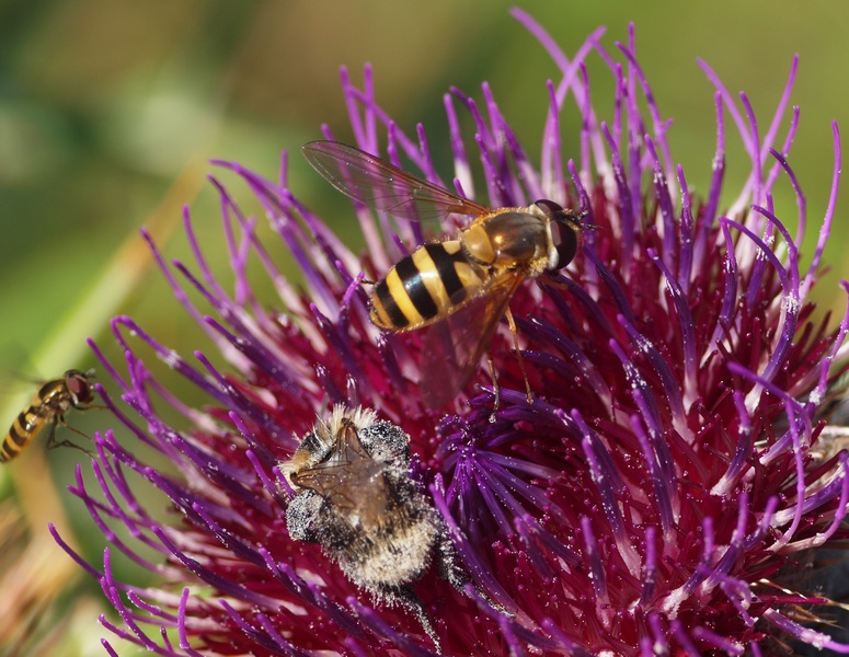 Diptera Syrphidae